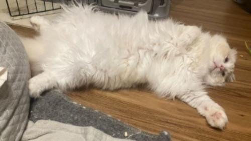 室内にいる猫