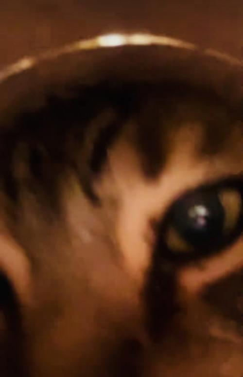 容器に顔を突っ込むアメリカンショートヘア