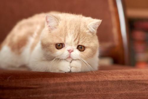 しょんぼり顔の猫