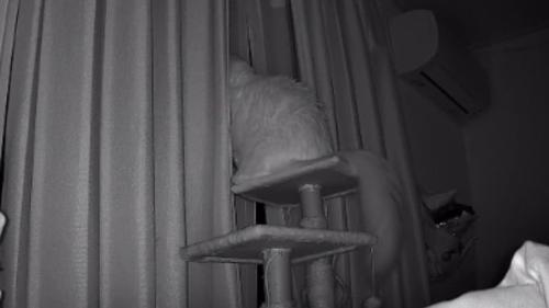 ペットカメラに映る猫