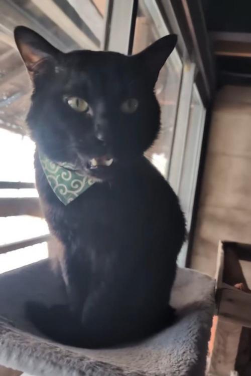 ハンモックに乗って鳴く猫