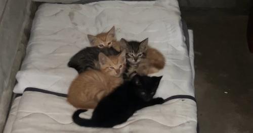 ベッドに集まる子猫たち