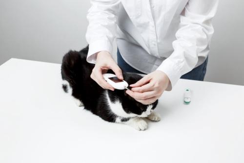 インスリンを測る猫