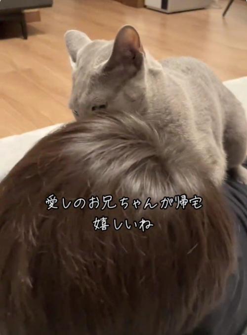 人にすり寄っている猫