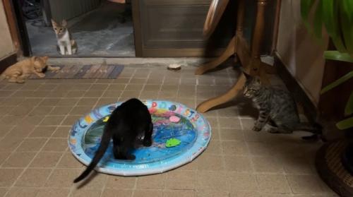 玄関でくつろぐ子猫たち