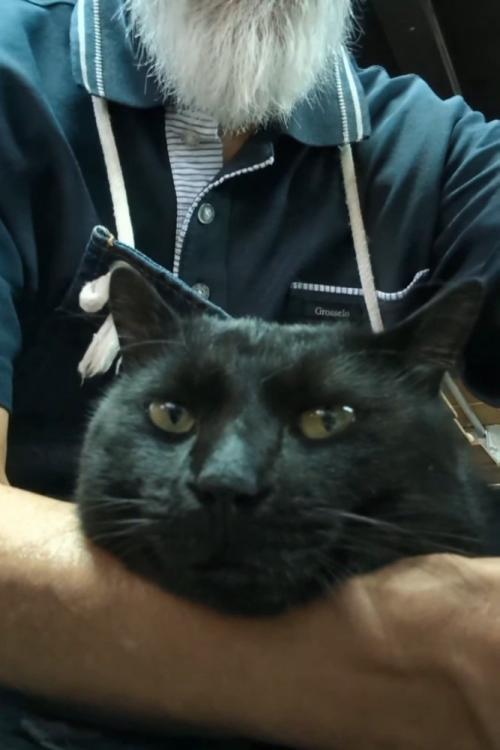 猫の顔