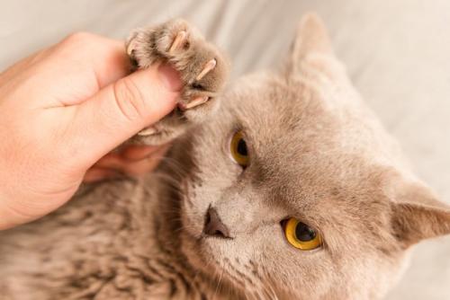 手を握られて不満な猫