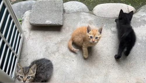 カメラの方を見上げる子猫たち