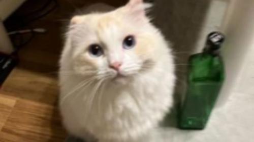 室内にいる猫