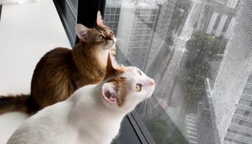 窓の外を眺める2匹の猫