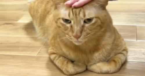 頭をなでられているまるとら
