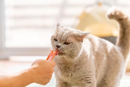 ひとの手からおやつを舐める猫