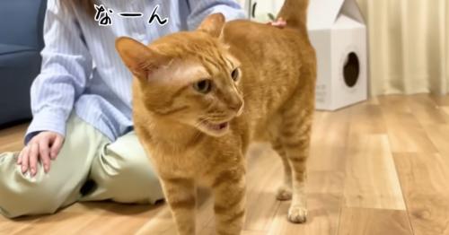 気持ちよくて鳴くまるとら
