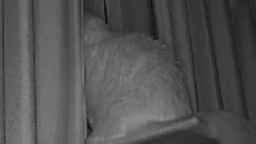 ペットカメラに映る猫