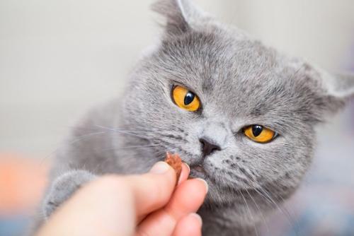 おやつをもらう猫の顔のアップ