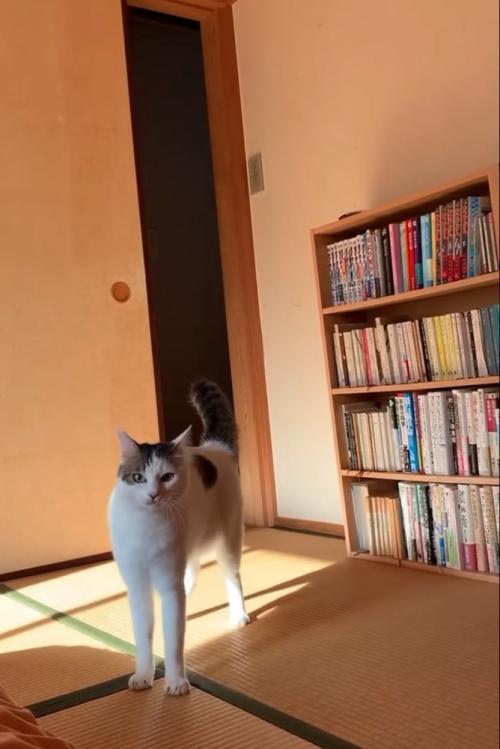 部屋にきた猫