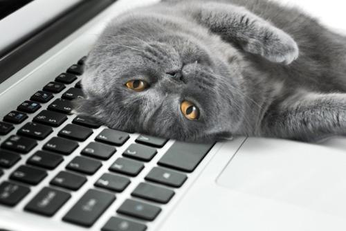 パソコンの作業の邪魔をする猫