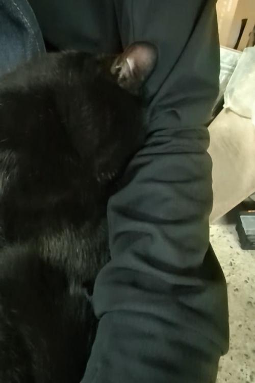 顔を隠す猫