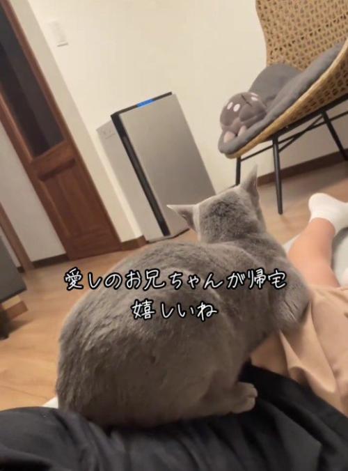 人の上に乗っている猫