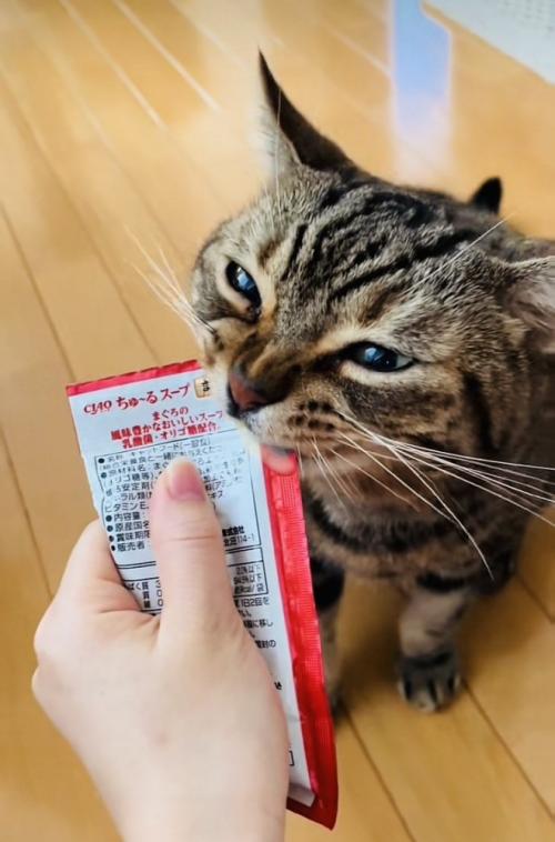 飼い主に猫用おやつをもらうアメリカンショートヘア