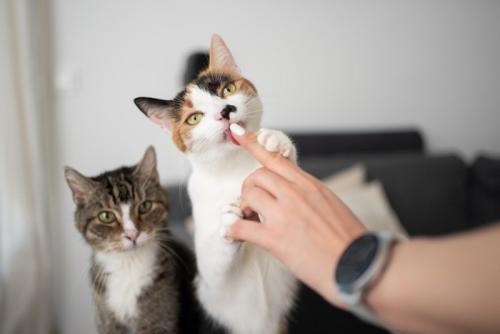 指をなめる猫とそれを見つめる猫