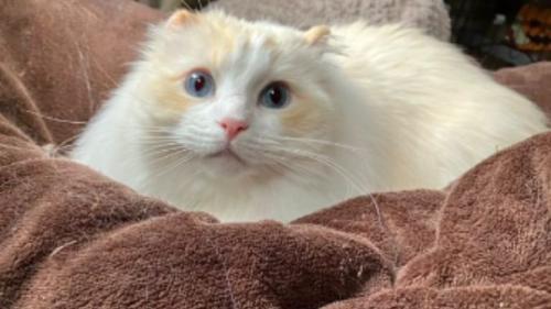 室内にいる猫