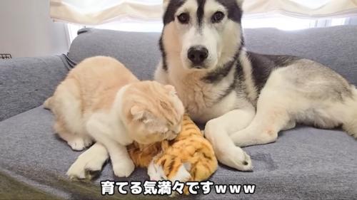 子猫の人形をなめる猫さん