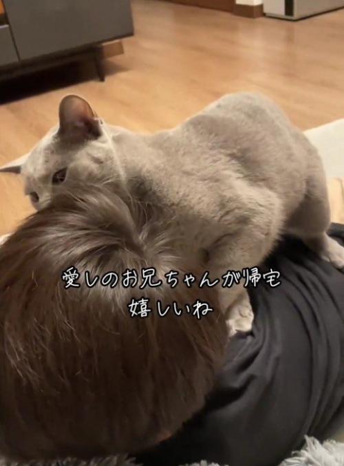 人にすり寄っている猫