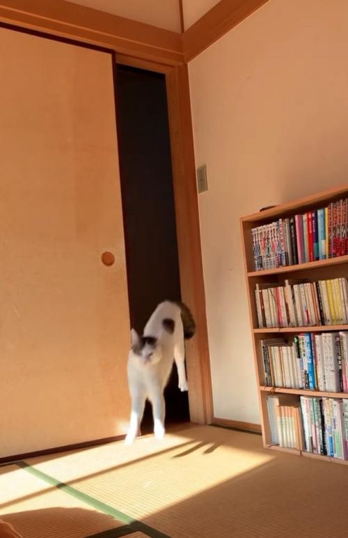 ジャンプする猫