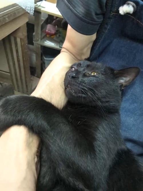 人の腕に抱きつく猫
