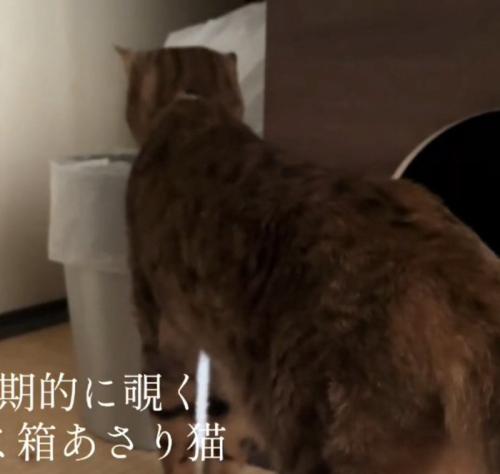 別日にもゴミ箱を漁る猫