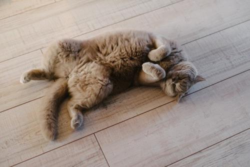 床でひっくり返る猫