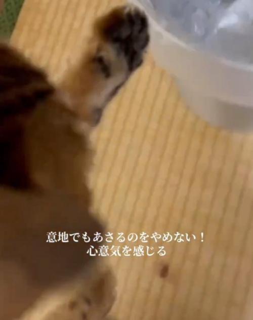 手を伸ばす猫
