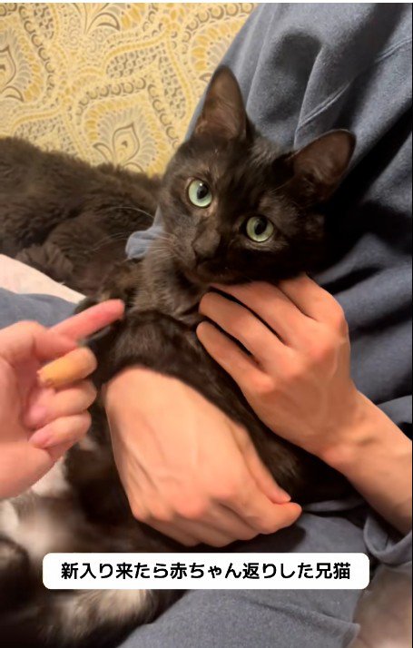 人に抱かれている猫