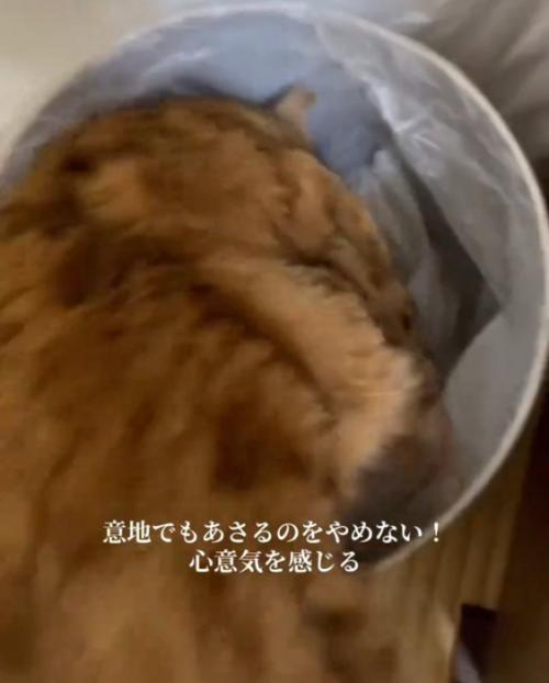 持ち上げられる猫