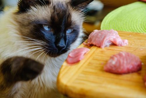 肉を狙う猫