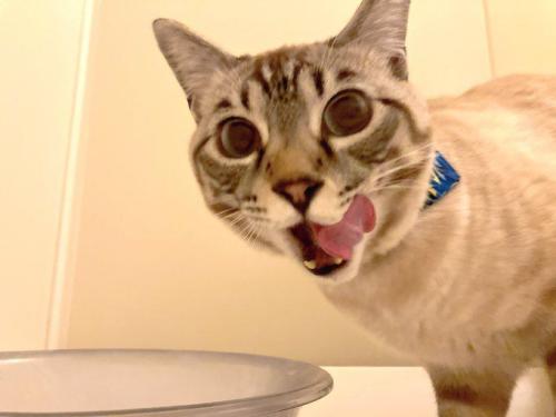 室内にいる猫
