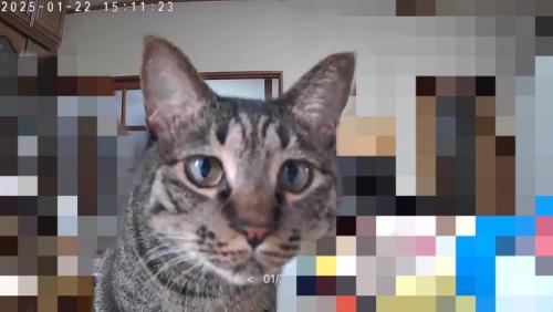 ペットカメラに映った猫