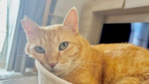 室内にいる猫