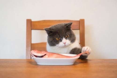 皿の上の魚を触ろうとする猫