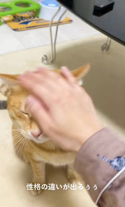 飼い主に撫でられて目を瞑っている茶トラ(片目隠れてる)