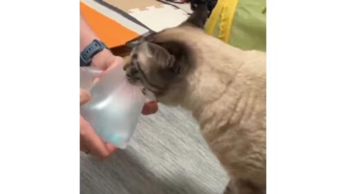 猫とエア梱包材