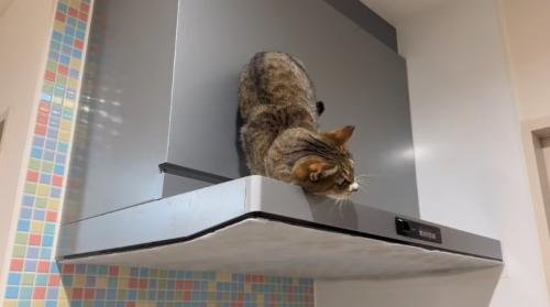 顔を擦り付ける猫