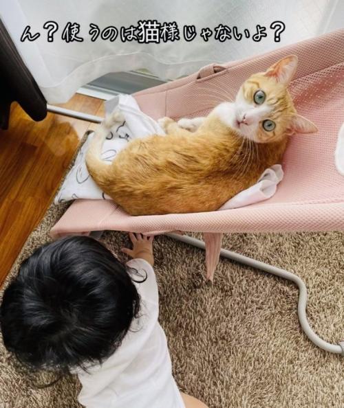 椅子でくつろぐ茶白猫とその様子を見る赤ちゃん