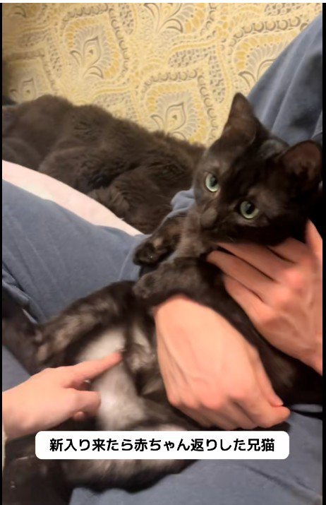 人に抱かれている猫