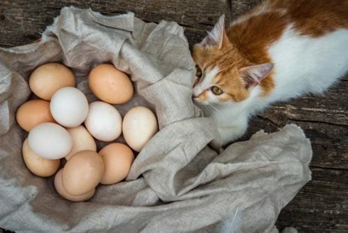 卵のそばに伏せる猫