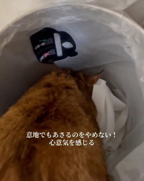 ゴミ箱に夢中な猫