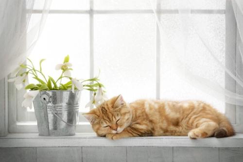 窓際でスヤスヤ眠る茶トラ猫