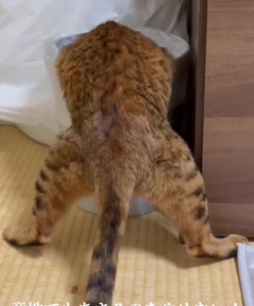 二日酔いの人間みたいなポーズをする猫