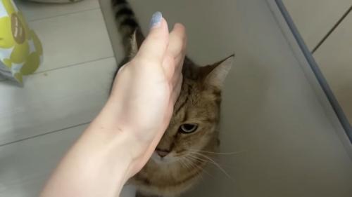 チョップ